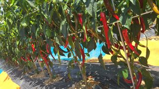 백창석님의 고추 · 영농일지 작성글 사진