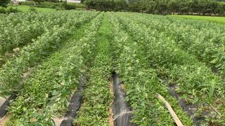 조용욱 용강농원님의 참깨 · 영농일지 작성글 사진