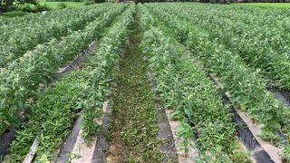 조용욱 용강농원님의 참깨 · 영농일지 작성글 사진