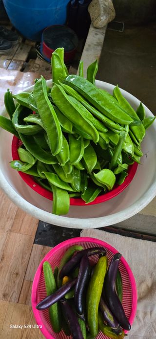 에바다님의 콩 · 영농일지 작성글 사진