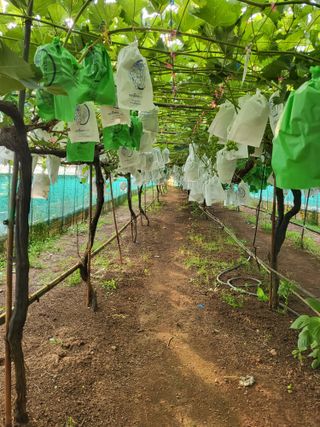 고구마19676님의 포도 · 영농일지 작성글 사진