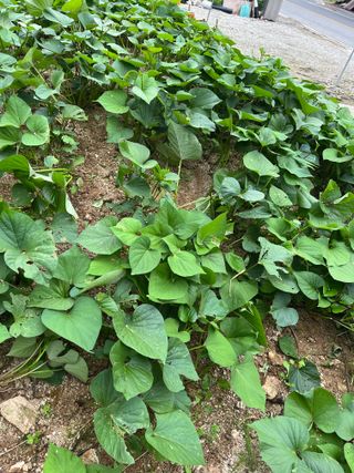 김옥환님의 고구마 · 영농일지 작성글 사진