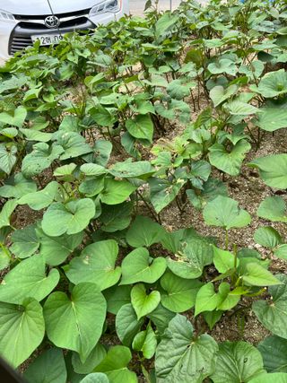 김옥환님의 고구마 · 영농일지 작성글 사진