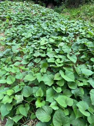 김옥환님의 고구마 · 영농일지 작성글 사진