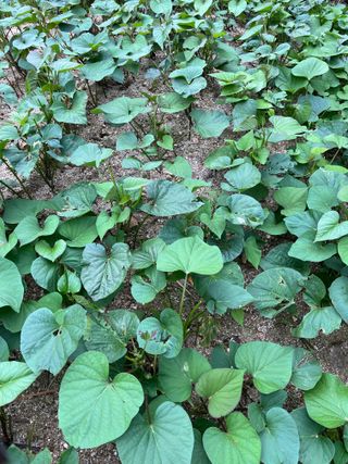 김옥환님의 고구마 · 영농일지 작성글 사진