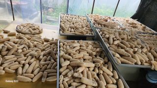 이명화님의 옥수수 · 영농일지 작성글 사진