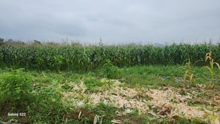 이명화님의 옥수수 · 영농일지 작성글 사진