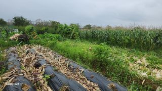 이명화님의 옥수수 · 영농일지 작성글 사진