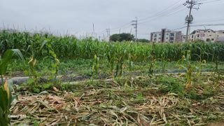 이명화님의 옥수수 · 영농일지 작성글 사진