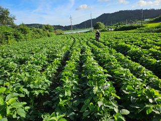 김형선님의 콩 · 영농일지 작성글 사진