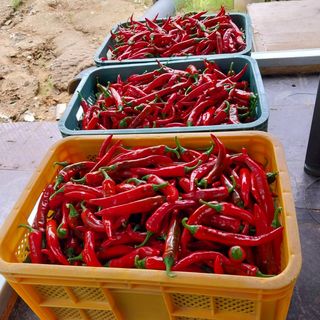 마실농원(천안)님의 고추 · 영농일지 작성글 사진