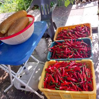 마실농원(천안)님의 고추 · 영농일지 작성글 사진