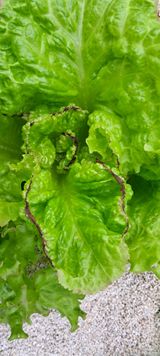 팜모닝 상추·병해충상담 게시글 이미지