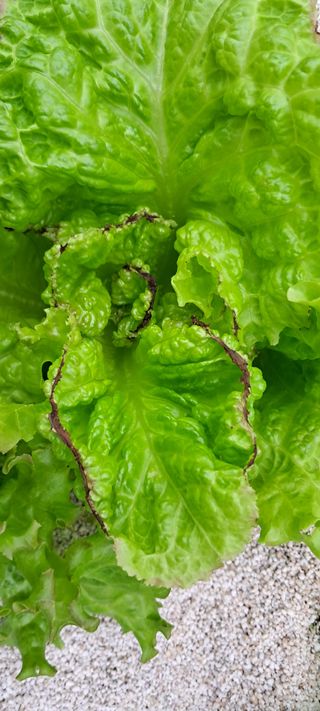 송제민님의 상추 · 병해충상담 작성글 사진