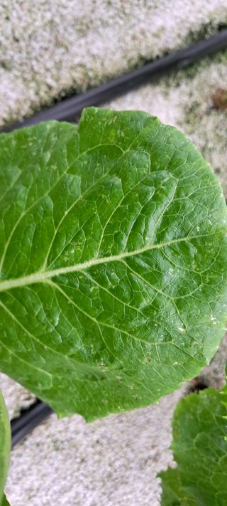 송제민님의 상추 · 병해충상담 작성글 사진