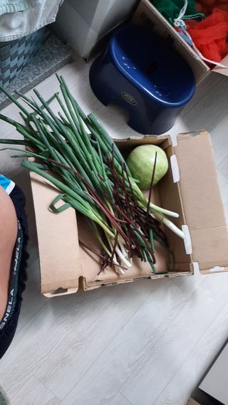 향양농장 사랑합니다님의 고추 · 영농일지 작성글 사진