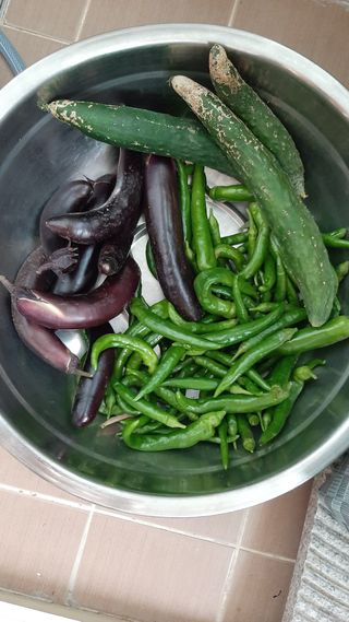 향양농장 사랑합니다님의 고추 · 영농일지 작성글 사진