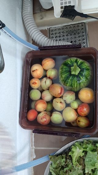 향양농장 사랑합니다님의 고추 · 영농일지 작성글 사진