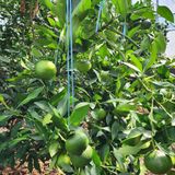 팜모닝 귤·영농일지 게시글 이미지