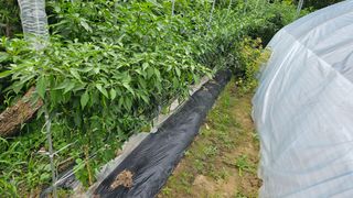 삼례텃밭지기님의 자유주제 · 자유게시판 작성글 사진