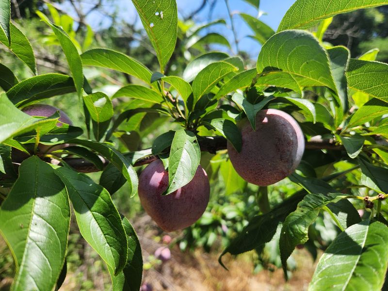 김육환님의 장터 판매 상품 [도담자두 3kg] 첨부 사진