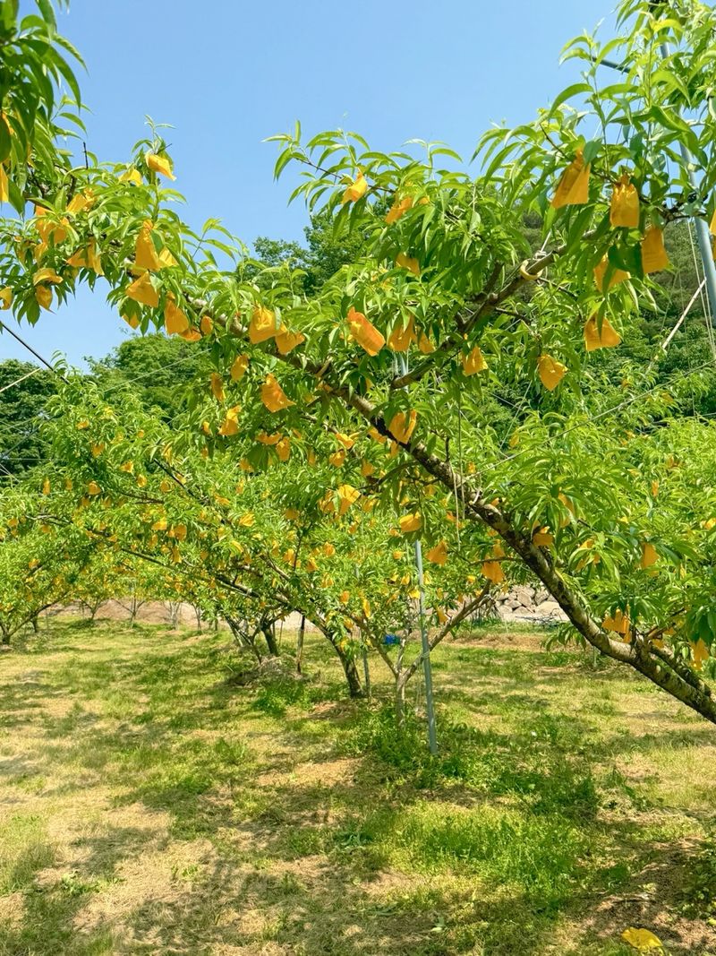 농부손녀님의 장터 판매 상품 [[인기상품] 황금알 황도 복숭아 4kg ] 첨부 사진