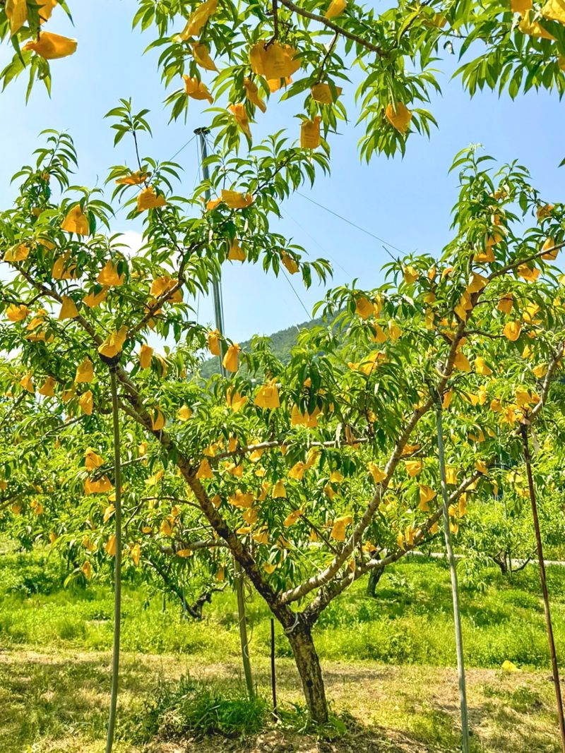 농부손녀님의 장터 판매 상품 [[인기상품] 황금알 황도 복숭아 4kg ] 첨부 사진
