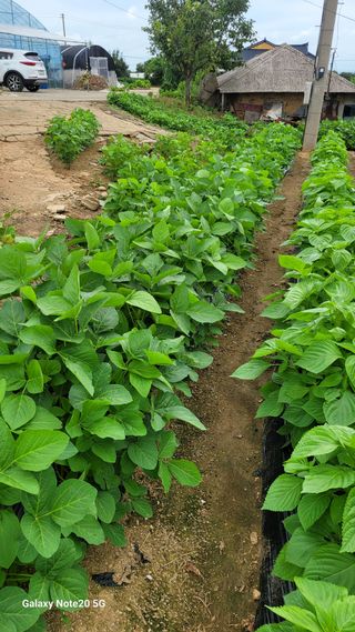 제주농부님의 들깨 · 영농일지 작성글 사진