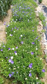 팜모닝 자유주제·자유게시판 게시글 이미지