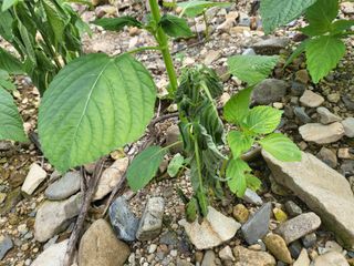 농막쥔님의 참깨 · 병해충상담 작성글 사진