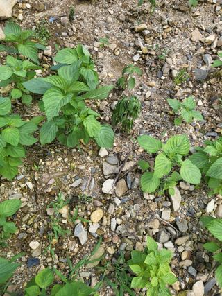 농막쥔님의 참깨 · 병해충상담 작성글 사진