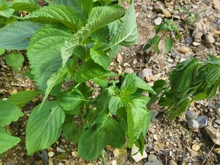 농막쥔님의 참깨 · 병해충상담 작성글 사진