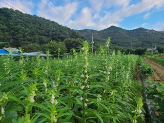 화성농원님의 자유주제 · 자유게시판 작성글 사진