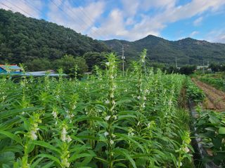 화성농원님의 자유주제 · 자유게시판 작성글 사진