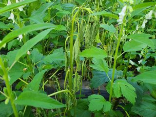 화성농원님의 자유주제 · 자유게시판 작성글 사진