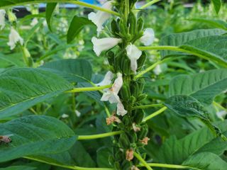 화성농원님의 자유주제 · 자유게시판 작성글 사진