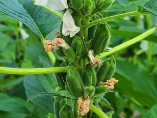 화성농원님의 자유주제 · 자유게시판 작성글 사진