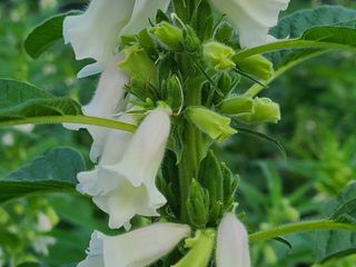 화성농원님의 자유주제 · 자유게시판 작성글 사진