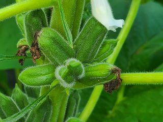 화성농원님의 자유주제 · 자유게시판 작성글 사진