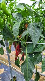 팜모닝 요즘 무엇에 관심있나요?·참여글 게시글 이미지