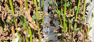 장준재님의 참깨 · 자유게시판 작성글 사진