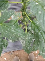 팜모닝 참깨·병해충상담 게시글 이미지