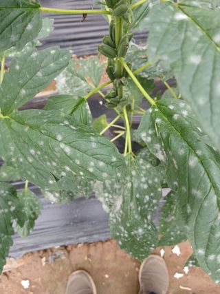 충북금관님의 참깨 · 병해충상담 작성글 사진