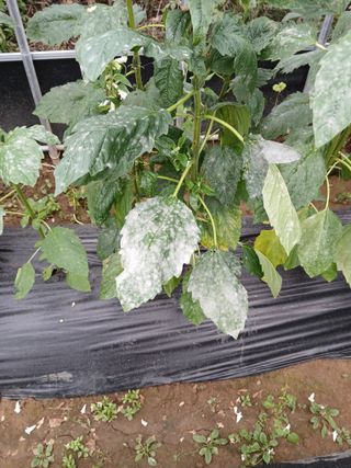 충북금관님의 참깨 · 병해충상담 작성글 사진