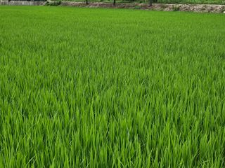 윤재하님의 벼 · 영농일지 작성글 사진