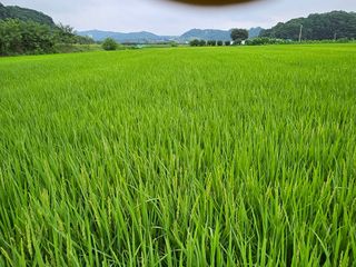 윤재하님의 벼 · 영농일지 작성글 사진