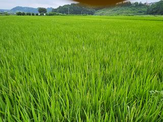 윤재하님의 벼 · 영농일지 작성글 사진