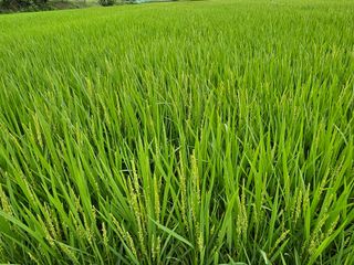 윤재하님의 벼 · 영농일지 작성글 사진