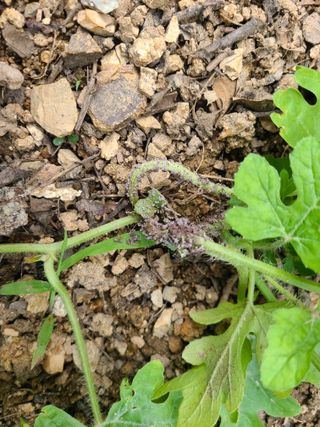 홍혜석님의 기타작물 · 병해충상담 작성글 사진