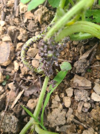 홍혜석님의 기타작물 · 병해충상담 작성글 사진